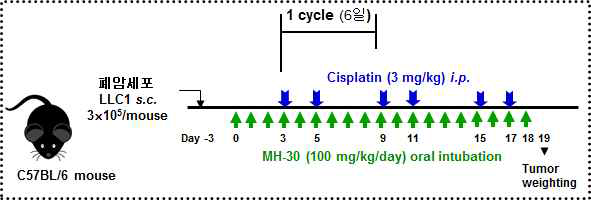 폐암세포(LLC1) 이식 후 항암제(cisplatin) 암치료 동물모델 실험 도식도