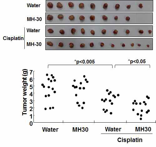 폐암세포 이식 동물모델에서 항암제(Cisplatin)의 암조직 성장억제효과에 대한 MH-30의 증대 효과
