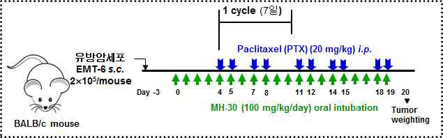 유방암세포(EMT-6) 이식 후 항암제(paclitaxel) 암치료 동물모델 실험 도식도