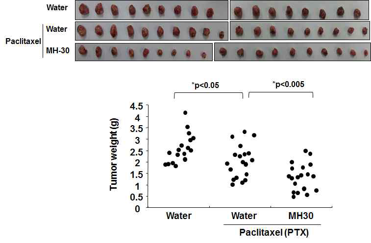 유방암세포 이식 동물모델에서 항암제(paclitaxel)의 항암효과에 대한 MH-30의 증대효과