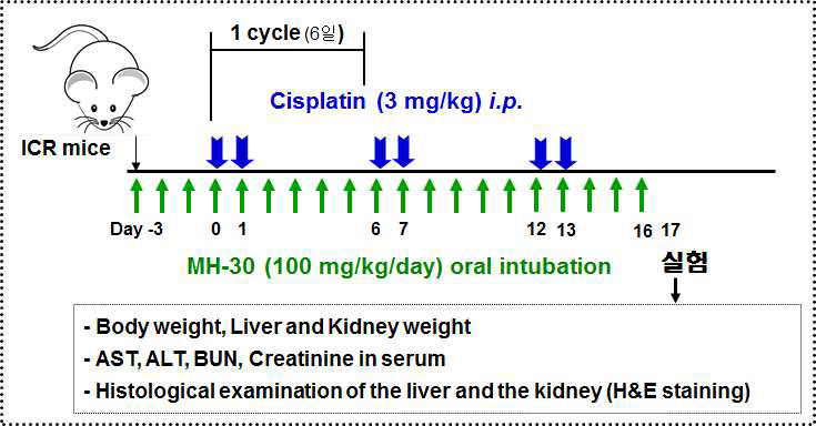 항암제 Cisplatin 부작용 동물모델 실험 도식도