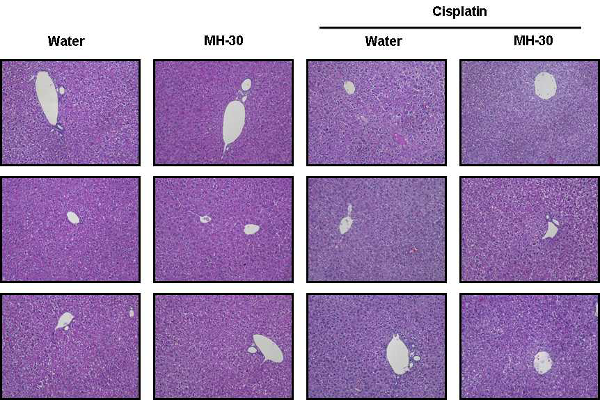 항암제(Cisplatin) 부작용 동물모델에서 간 독성에 대한 MH-30의 경감 효과 (조직화학 분석).
