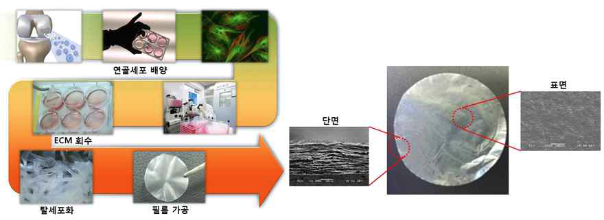 ECM기반 필름형 의료소재 제조공정과 외형