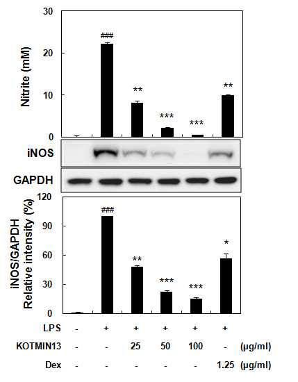 RAW 264.7 세포에서 KOTMIN13의 NO 생성 및 iNOS 발현에 대한 영향