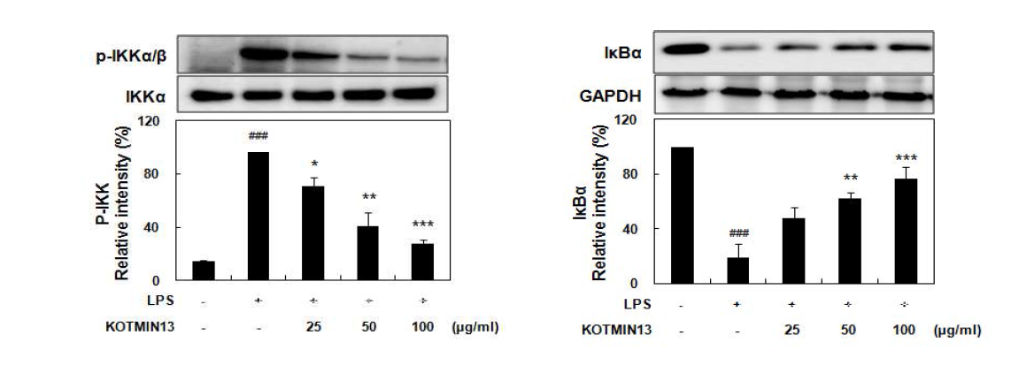 RAW 264.7 세포에서 KOTMIN13이 IKKα/β 인신화 및 IκBα 분해에 미치는 영향