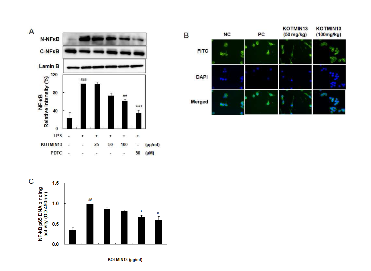 RAW 264.7 세포에서 KOTMIN13의 NF-κB 활성에 미치는 영향
