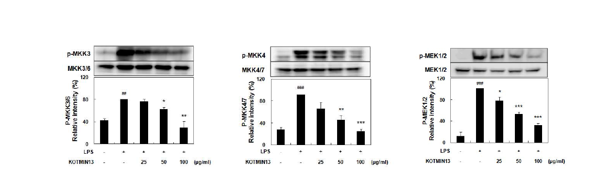 RAW 264.7 세포에서 KOTMIN13의 MAP kinase kinase 인산화에 대한 영향