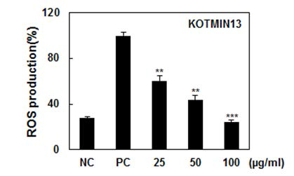 RAW 264.7 세포에서 KOTMIN13의 ROS 생성에 미치는 영향