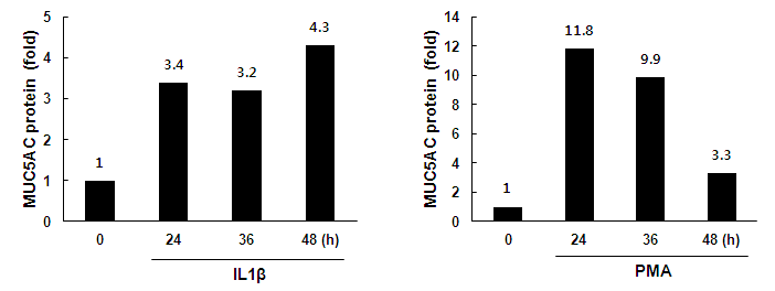 A549 세포에서 자극제의 시간대별 점액 단백질(MUC5AC)의 생성