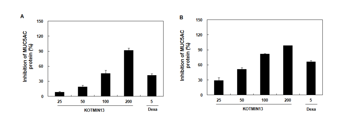 A549 세포에서 IL-1β 및 PMA 자극에 의한 KOTMIN13의 MUC5AC protein 발현에 대한 영향