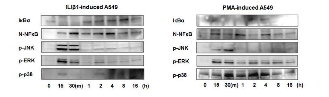 A549 세포에서 IL-1β 및 PMA에 의한 시간별 NF-κB의 핵내로의 이동 및 MAP kinases의 인산화