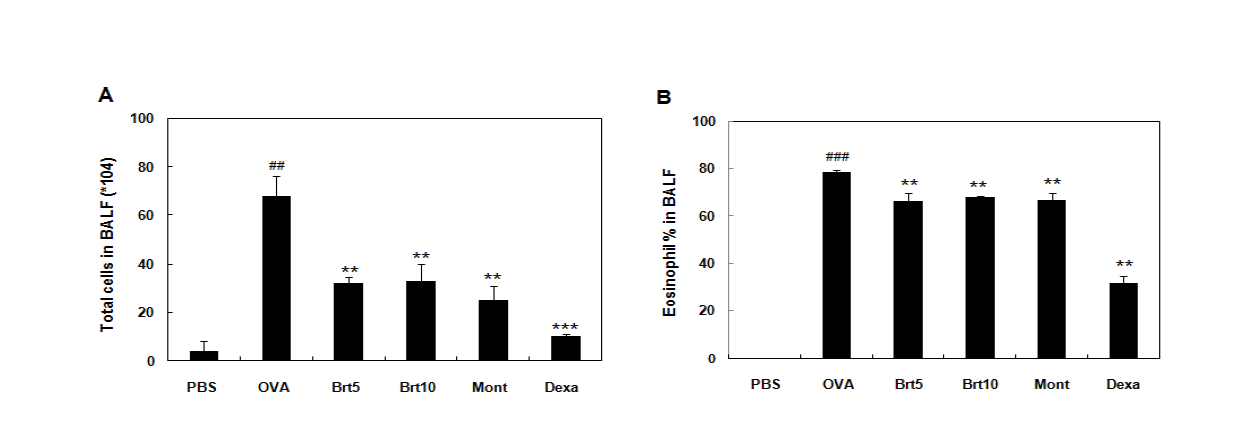 OVA로 유도된 천식동물모델에서 britanin의 폐로 유입된 총 백혈구 수 및 호산구수에 대한 영향