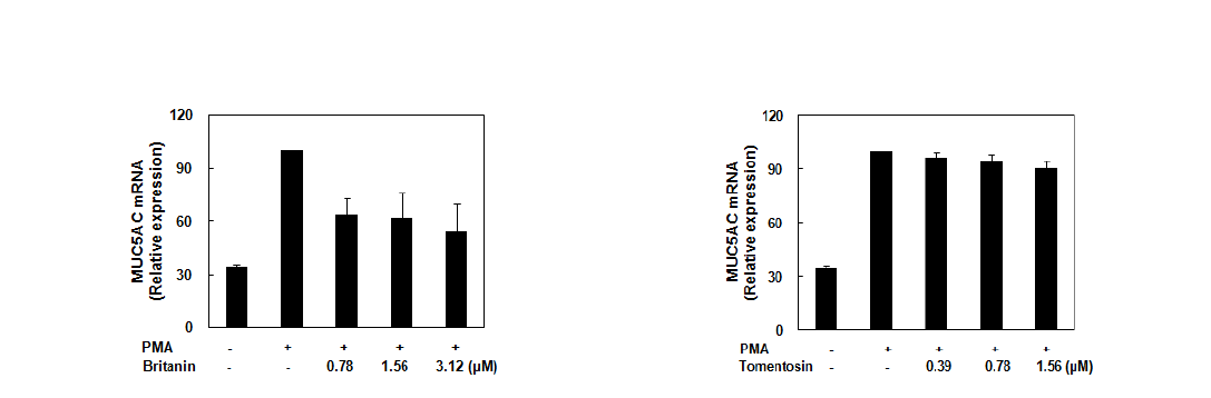 A549 세포에서 britanin 및 tomentosin의 MUC5AC 단백질 생성에 대한 영향