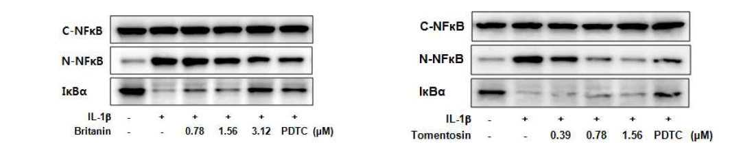 A549 세포에서 britanin 및 tomentosin의 NF-κB 활성에 미치는 영향