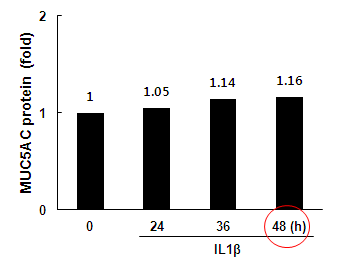 NCI-H292에서 IL-1β에 의한 시간대별 MUC5AC 단백질 생성
