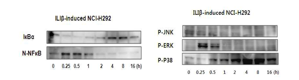 NCI-H292세포에서 IL-1β에 의한 시간별 NF-κB의 핵 내로의 이동 및 MAP kinases 인산화