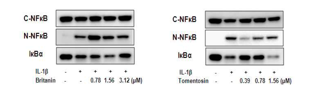 NCI-H292세포에서 britanin 및 tomentosin의 NF-κB 활성에 미치는 영향