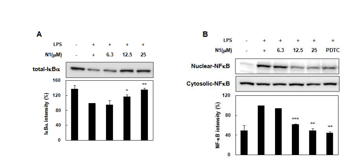 RAW 264.7 세포에서 N1의 IκBα 분해 및 NF-κB 활성에 미치는 영향