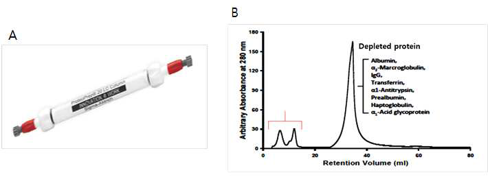 뇨에서 과상존 단백질의 제거를 위해 사용된 컬럼(A)과 크로마토그램(B)