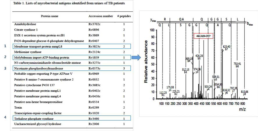 결핵환자로부터 동정된 바이오마커 후보군들(좌) 과 Rv1859의 펩타이드와 MS/MS 스펙트럼(우)