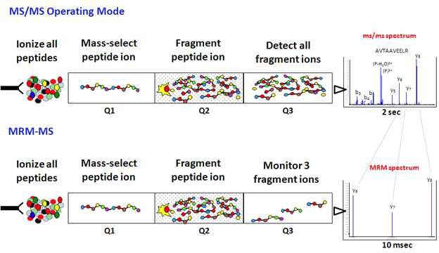 MRM (Multiple Reaction Monitoring) 분석법