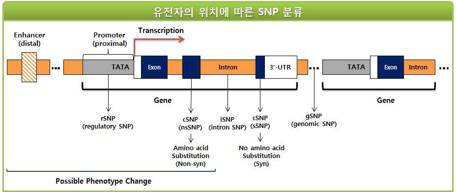 유전자의 위치에 따른 SNP 분류