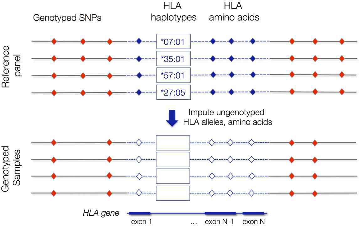 SNP 유전형, HLA 아미노산, HLA haplotype [PLoS ONE (2013) Jun; 8(6)]