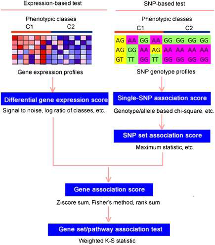 SNP, MA 데이터를 활용한 질병 유전자 분석 시스템 (GSAA) 2012, Genome Res, Xiong et al.