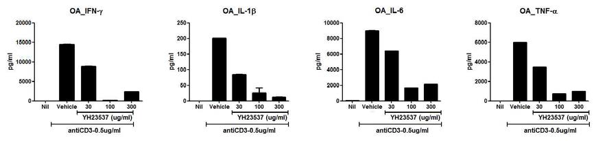 골관절염환자의 말초단핵구 세포에서 YH23537에 의한 염증성 사이토카인 변화조사