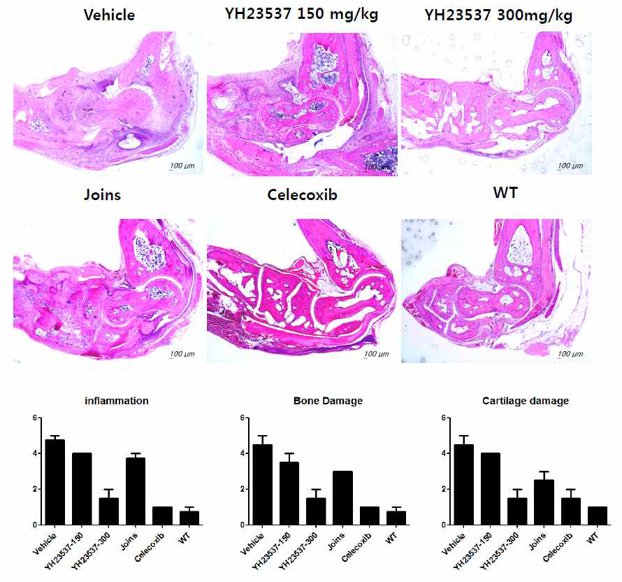 YH23537에 의한 관절염 완화 효과 조사 (H&E stain)