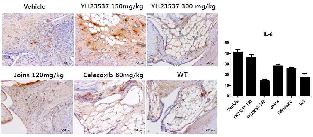 Joint tissue에서 YH23537 투여에 의한 IL-6의 발현 정도 분석