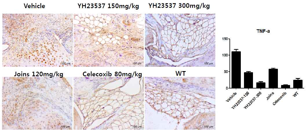 Joint tissue에서 YH23537 투여에 의한 TNF-α의 발현 정도 분석