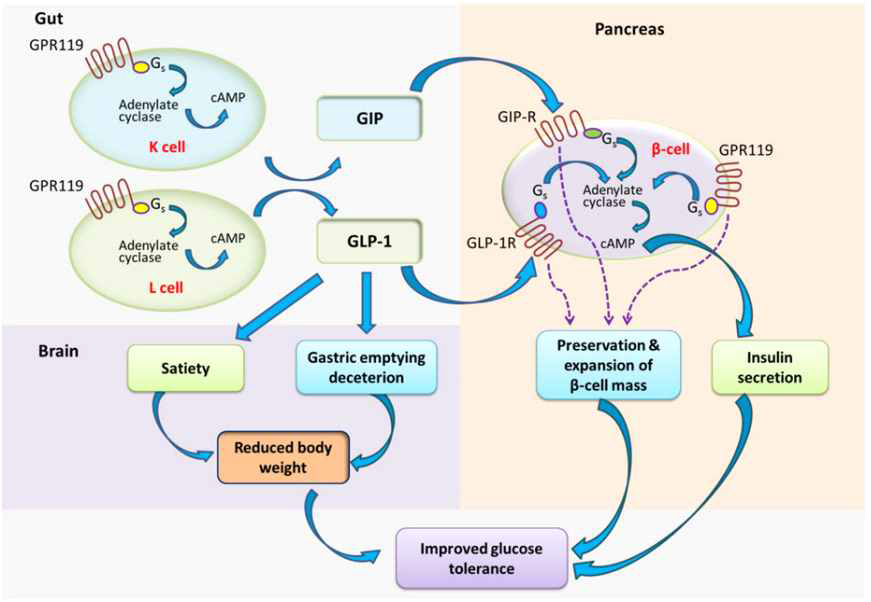 GPR119 agonist의 당뇨병 개선에 대한 작용 기전