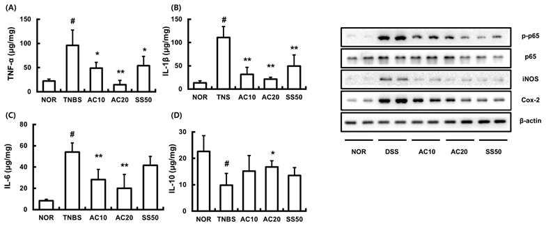 Inhibitory effect of DWac on the expression of inflammatory cytokines, iNOS, and COX-2 and the activation of NF-κB in mice with TNBS-induced colitis.