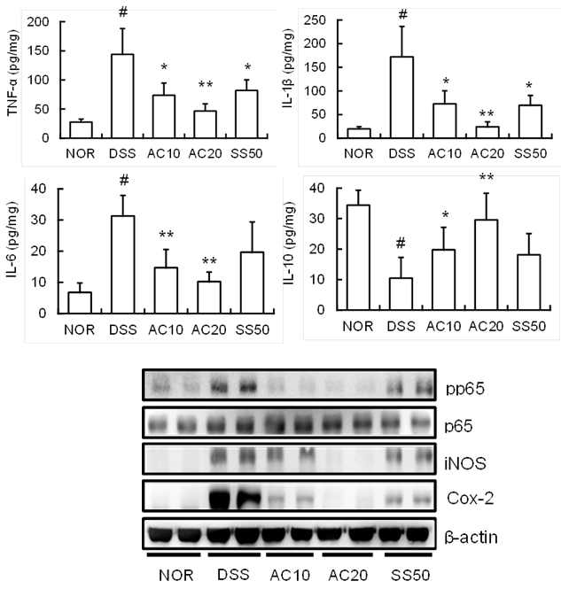 Inhibitory effect of DWac on the expression of inflammatory cytokines, iNOS, and COX-2 and the activation of NF-κB in mice with DSS-induced acute colitis.