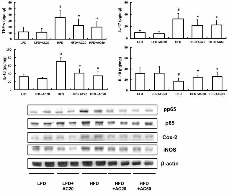 Inhibitory effect of DWac on the expression of inflammatory cytokines, iNOS, and COX-2 and activation of NF-κB in mice with high fat diet-induced obesity.