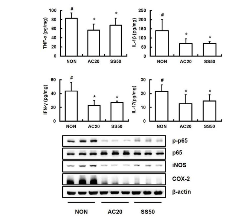 Inhibitory effect of DWac on the expression of inflammatory cytokines, iNOS, and COX-2 and the activation of NF-κB in IL-10 KO mice.