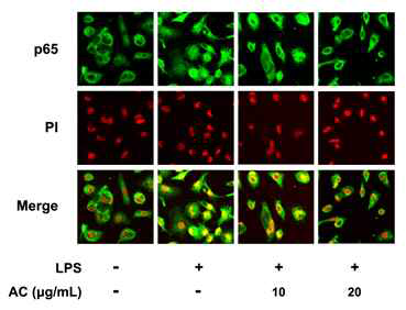 Inhibitory effect of DWac on p65 translocation in peritoneal macrophages.