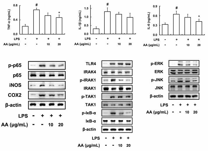 Inhibitory effect of AA on the expression of inflammatory cytokines, iNOS, and COX-2 and the activation of NF-κB in peritoneal macrophages.