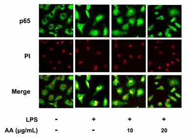 Inhibitory effect of AA on p65 translocation in peritoneal macrophages.