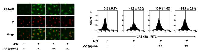 Inhibitory effect of AA on the binding of LPS to TLR4 on peritoneal macrophages.