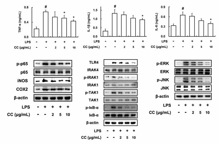 Inhibitory effect of CC on the expression of inflammatory cytokines, iNOS, and COX-2 and the activation of NF-κB in peritoneal macrophages.