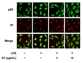 Inhibitory effect of CC on p65 translocation in peritoneal macrophages.