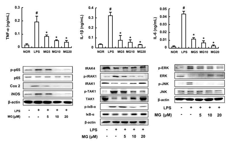Inhibitory effect of MG on the expression of inflammatory cytokines, iNOS, and COX-2 and the activation of NF-κB in peritoneal macrophages.