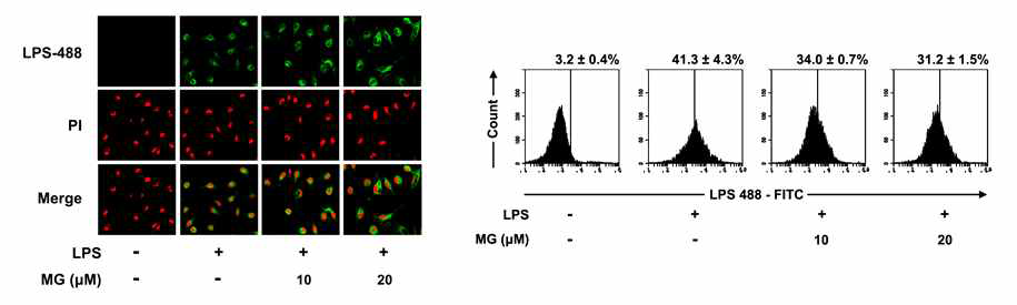 Inhibitory effect of MG on the binding of LPS to TLR4 on peritoneal macrophages.