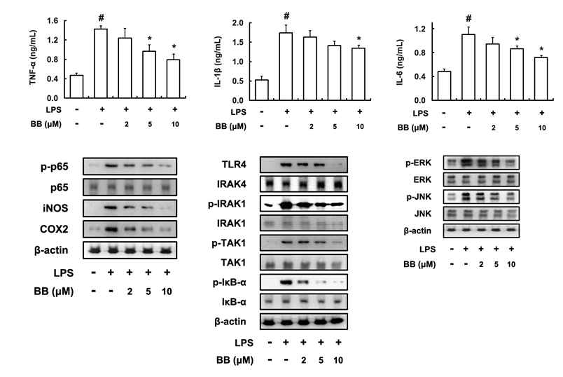 Inhibitory effect of BB on the expression of inflammatory cytokines, iNOS, and COX-2 and the activation of NF-κB in peritoneal macrophages.