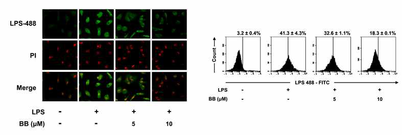 Inhibitory effect of BB on the binding of LPS to TLR4 on peritoneal macrophages.