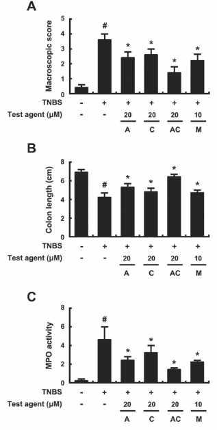Anticolitc effect of AA, CC, and DWac in mice with TNBS-induced colitis.