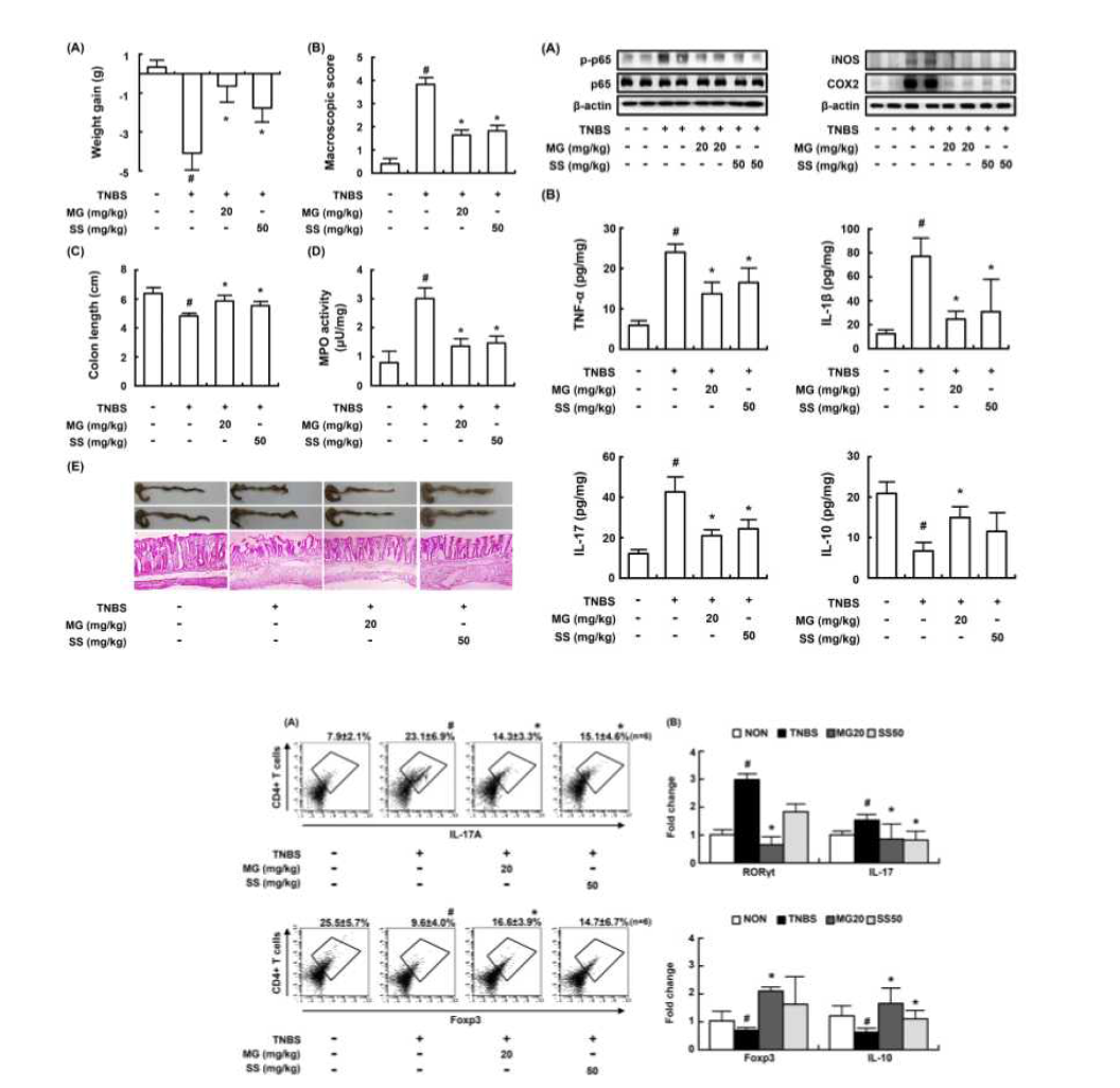 Anticolitc effect of mangiferin (MG) in mice with TNBS-induced colitis.
