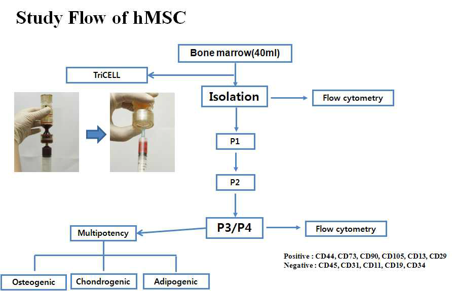 중간엽줄기세포 연구 플로우 차트